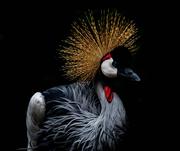 前端小小切图仔的个人资料头像