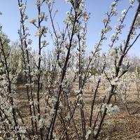 乐天派原野bH头像