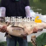 朱头像