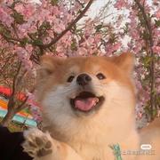 一何小饼干的个人资料头像