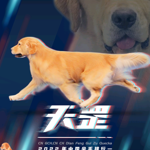 巅峰贵族金毛排行一犬舍头像