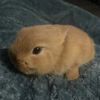 光头战车头像