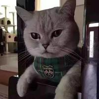 慧怀中猫头像
