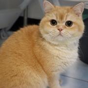 ApiCat的个人资料头像