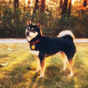 柴犬悉尼头像