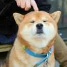 红枫的个人资料头像