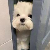 丸美NO 1头像