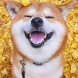 爱吃西瓜的假惺惺头像