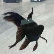 peterfu的个人资料头像