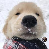年初狗头像