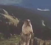 Sawillow的个人资料头像