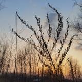 叶子要自律头像