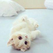 冷傲wpy的个人资料头像