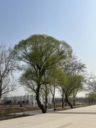 Plus37的个人资料头像