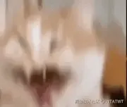 爱吃鲶鱼的猫的个人资料头像