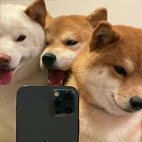 认真伊夫林9Z2头像
