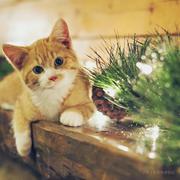 Z小呆呆的个人资料头像