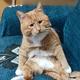 猹猹A头像
