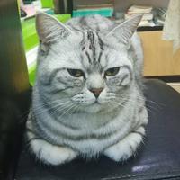 海贝斯头像