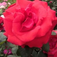 奏耐农村自建房头像