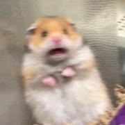 HolyWizardXD的个人资料头像