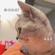 顶绣美业甲妆阁小娟子头像