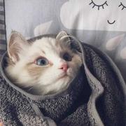 小宇宙a的个人资料头像
