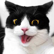 面皮的个人资料头像