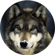 西伯利亚郎的个人资料头像