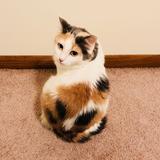 猫里杰尼头像