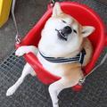 小布拉格头像