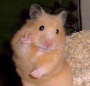 Woc12138的个人资料头像