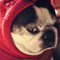 哈利木有波特头像