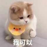 Tgive头像