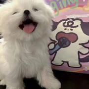 XY311的个人资料头像