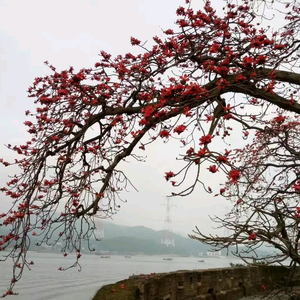 识本草看百花香头像