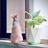 卷心菜1208头像