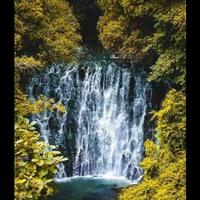 青树柠檬树头像