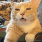 不要动我的小猫咪的个人资料头像