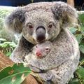 KOALA日记头像