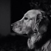 Necfol的个人资料头像