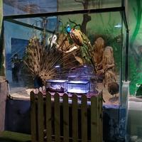 愉悦的饼干IT5头像