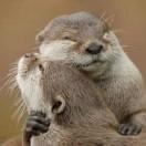 SeaOtter的个人资料头像