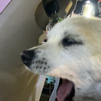 奇妙柑桔Fp3头像