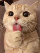 cuiyaocy的个人资料头像