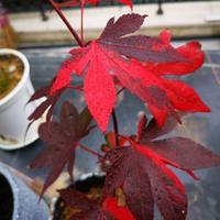 用户442430773008头像