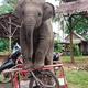 泰国小象 · 长安凯程F70车主·车龄3年头像