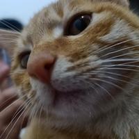 小猫猫🐱🐱头像