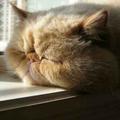 懒猫彪彪头像
