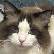 LJDCH的个人资料头像